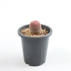 갑조네 자태양(소품) 예쁜 다육이 식물 인테리어 식물, 2개, 단일