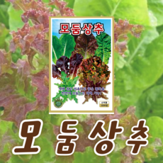 상추 혼합씨앗 (1500립) 5~6가지 혼합 청로메인 청오크 춘한빛 새빛적축면 적로메인 적오크 춘토담적치마, 1개