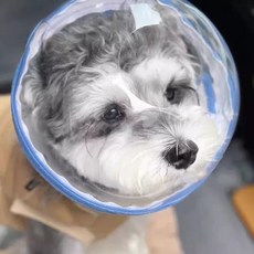강아지 엔젤링 보호기 손톱깎이 부딪힘방지 투명 안전대 스카이블루 S, 1개