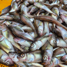 [빅피쉬마켓] 동해안 생물 제철 도루묵 햇도루묵 알도루묵, 1개, 햇도루묵 5-7미(500g)