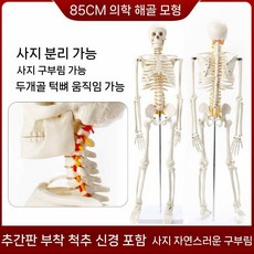 전신 인체 모형 모델 해골 교육용 실습 뼈 성인 170cm 연구, 2. 85cm 업그레이드 뼈대