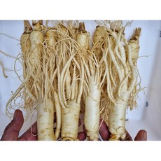 현대만석 6년근 풍기인삼도매 1003g (8뿌리이하 특대황수삼) 무료세척인삼 산지직송, 753g, 1개