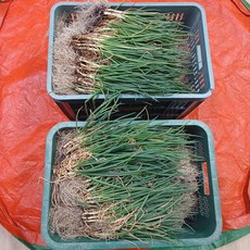 신선한 충북 하우스 흙쪽파, 5kg x 1박스, 5kg, 1