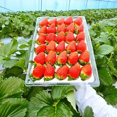 딸기 700g 24-35구 특 2팩, 없음