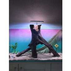 樹樁造景 魚缸沉木 紫柚木 老料秒沉水 樹洞大, 1個