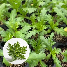 [오감] 쑥갓 모종 가을 채소 묘종, 7개