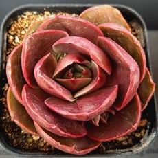 "실제로 보면 더 예쁜 다육", 33번)-레드탄, 1개