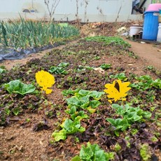 초파리트랩 벌레퇴치 노란 화분끈끈이, 1개