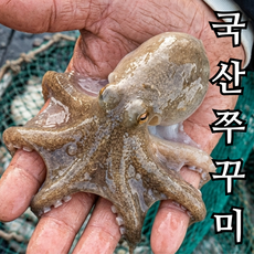 국산 급냉 주꾸미 쭈꾸미 10미내외, 1개, 1kg