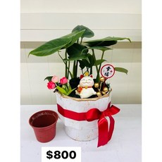 霏霏園藝 龜背芋組裝盒 禮盒 辦公擺飾, 1個