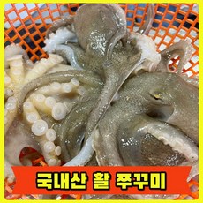 서해안 활 쭈꾸미 산지직송 국내산 알배기, 1개, 2kg