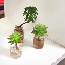아트박스/진바스 수경재배 다육이 유리병 화분3P셋트 미니형(다육포함), 미니유리병 3x4cm