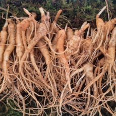 [한국명품산삼] 진짜 100% 지리산 파지산양삼 5-6년근 파지삼 산지직송 장뇌삼 산양산삼, 30개, 2g