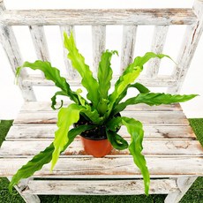 에덴플랜트 파초일엽 (지름 10Cm포트) 아비스 고사리 아스플레니움 홈가드닝, 1개