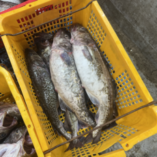 당일조업 국내산 생대구 특대, 1박스, 5kg