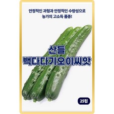 산들 백다다기 오이씨앗 25립 안정적인 수량성 농가 고소득 품종 소량 오이씨 종자, 1개