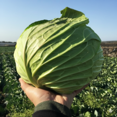 국내산 신선 아삭 양배추 산지직송 제철특가, 1.5kg, 1박스