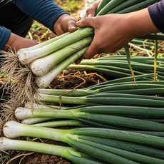 대파 국내산 손질 흙대파 신선대파 가정용 업소용, 1개, 1kg