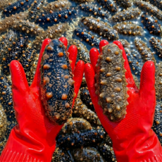 [신선보장] 국내산 산지직송 자연산 활 생 해삼, 1개, 자연산 활 해삼 1.5kg