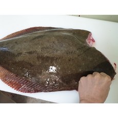 국내산 자이언트 대광어회 600g(200gX3팩) 수협정품, 3개, 200g