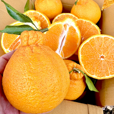 고당도 제주 서귀포 한라봉, 1개, 강력추천)10kg 랜덤과 [S/M/L]