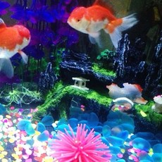 갓 무광 형광 야광돌 500g 어항 꾸미기 장 자갈, WBE5EB1_아쿠아블루／FREE