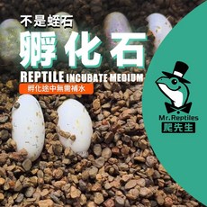爬先生 爬蟲專用孵化石, 1個