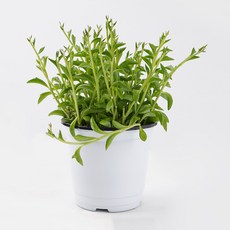 갑조네 세네시오 페레기누스 소품 돌고래 선인장 다육이 행잉 플랜트 공기정화식물, 2개