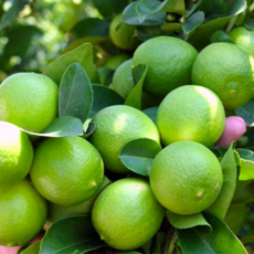 라임 대과 5과 10과 15과 20과, 1개, 라임 대과 5과(450g내외 / 개당 90g내외)