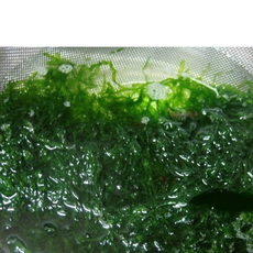 당일채취 완도산 햇 생파래 물파래, 2개