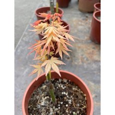 霏霏園藝 日本黃金楓樹 朱華羽衣楓樹 黃金舞森楓樹 庭院造景首選, 1個