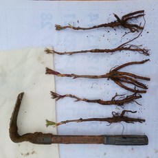 화려한 목단 꽃 키우세요 목단묘종 모종, 5개