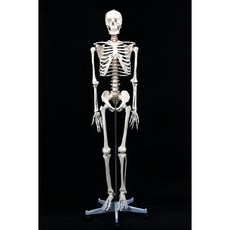 교육용 해골모형 뼈다귀 모형도 두개골 모델 180 골격 과학실 뼈 구조 해골 교구, C. 남성 뼈 180개(전체 뼈)