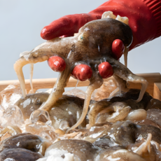 [제철2주특가] 싱싱한 국내산 알배기 활쭈꾸미, 1개, 2kg(14~24미)