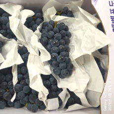 [한정특가] 15Brix 산지직송 캠벨포도, 1박스, 1kg (3~5수)