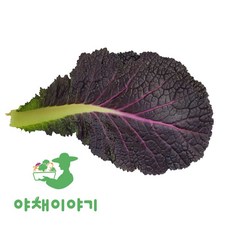 야채이야기 싱싱한 적겨자 1kg 적겨자잎 겨자잎, 1개
