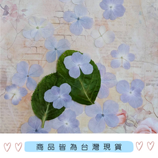 乾燥押花, 繡球花D