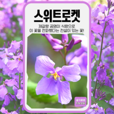 스위트로켓 씨앗 100립 세계종묘 종자 모종 씨 꽃씨 야생화 일반종 보라유채 소래풀꽃, 1개