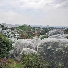 加厚防鳥防蟲網 楊梅樹網罩 大棚蓮霧藍莓網 桃樹防鳥網罩 羅幔蚊帳 果園蔬菜大棚專用透氣防蟲網
