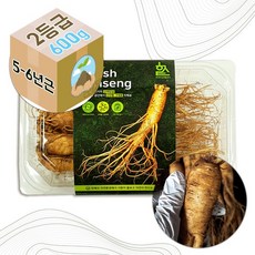GS-F 5-6년근 고려 인삼 생 수삼 2호 선물용 600g, 없음, 상세설명 참조, 없음
