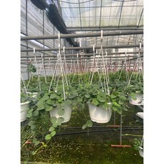 蘿蔓葉吊盆 仿真植物吊蘭 室內綠植裝飾, 1個
