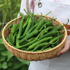 [농산물마루] 국내산 청양고추, 1박스, 1kg(특)