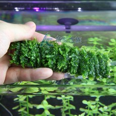 AC草影 小三角默絲竹炭片 (三片裝) 陰性水草 新手適用, 1個