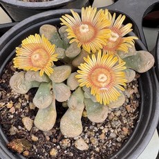 [올식스] 당선 선인장 플랜테리어 홈가드닝 공기정화식물, 1개, 단일