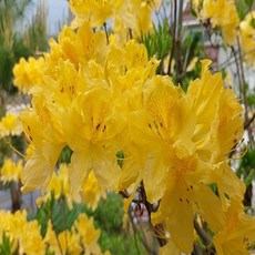 황철쭉나무 구봉화 3년생 분묘 5주 세종식물원