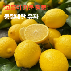 품절대란 고흥 못난이 유자 특품, 1박스, 3kg
