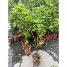 霏霏園藝 加拿大黃金風樹, 1個