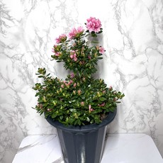 나만의화원 방울철쭉 방울기리시마 대형 철쭉화분 <특별세일 50개>, 1개, 핑크계열