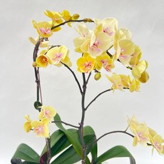 연노랑 호접란 외대 소량입고 키 50-60cm 2개발송 다이노플라워, 1개