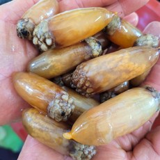 진동 손질 생물 미더덕 회 찜 용, 1개, 500g